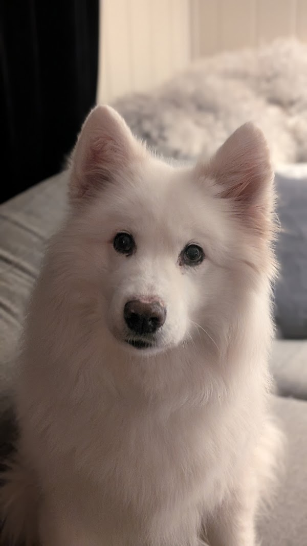 Raja the dog